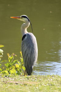 Bird perching on a lake