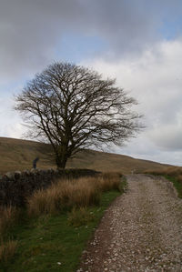 Bare tree on field against sky