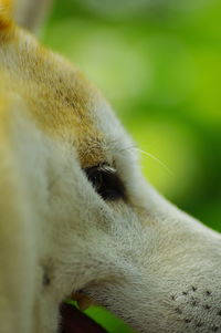 Close-up of a cat