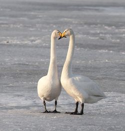 Birds on the beach