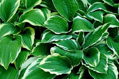 Full frame shot of hosta plant