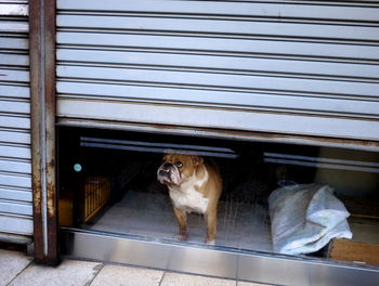 Dog on door