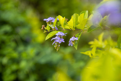 Close-up of purple flowering plant