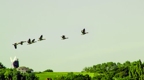 Birds flying in sky