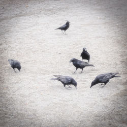High angle view of pigeons flying in city