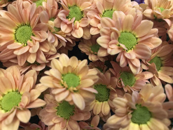 Full frame shot of flowering plants