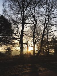 Silhouette of trees at sunset
