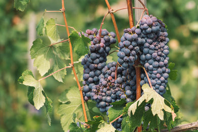 Beautiful bunch of black nebbiolo grapes with green leaves in the vineyards of barolo, langhe, italy