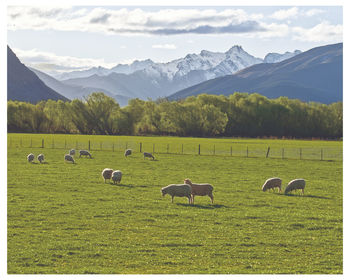 Sheep grazing in a field against snow capped mountains and sky. queenstown, new zealand. 