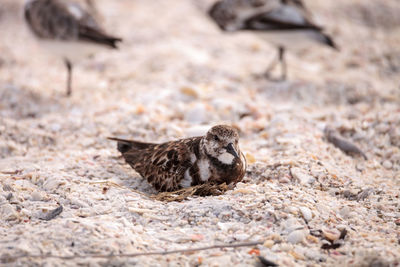 Nesting ruddy turnstone wading bird arenaria interpres along the shoreline of barefoot beach