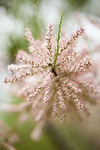 Close-up of plant