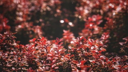 Close-up of red flowers