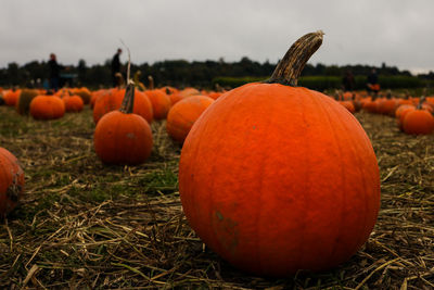 Close-up of pumpkins on field