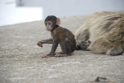 Baby macaques playing next to its mother on ground in gibraltar 