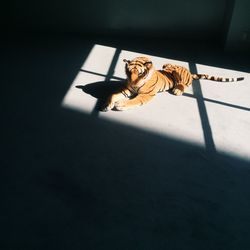 High angle view of a dog on the wall