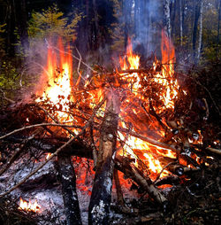 Close-up of bonfire in forest