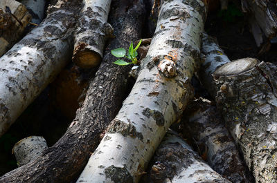 Close-up of tree trunk