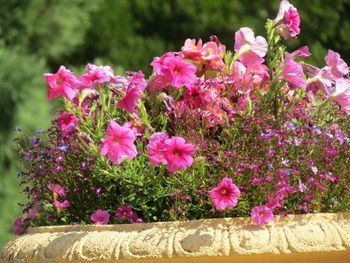 Close-up of pink flowering plants in garden