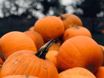 Close-up of pumpkins for sale