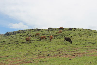 Sheep grazing in a field