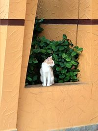 High angle view of cat sitting outdoors