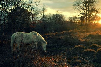 White horse grazing at sunset