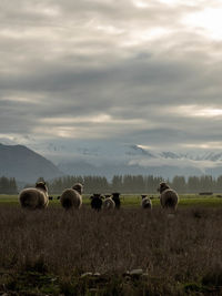 Sheep in a field