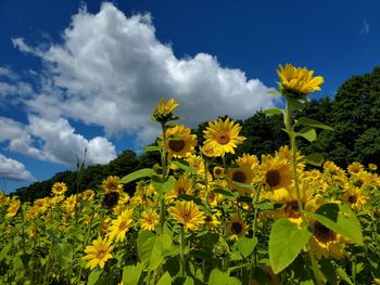 Yellow flowering plants on field against sky