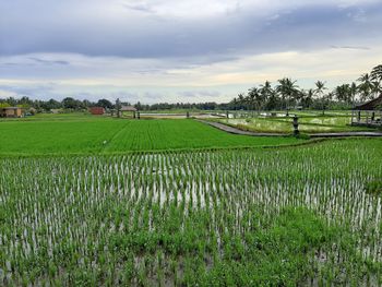 Scenic view of agricultural field against sky