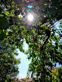 Low angle view of trees against sky