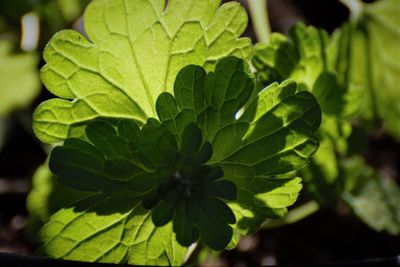 Close-up of green leaves