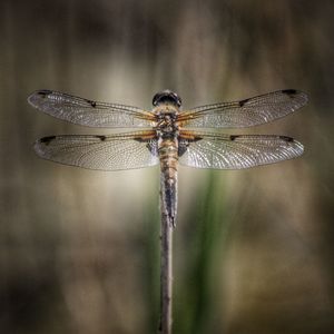 Close-up of damselfly on stem