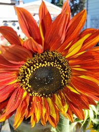 Close-up of sunflower