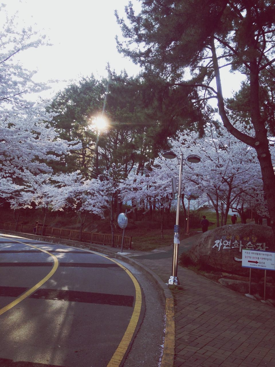 tree, road, street, the way forward, transportation, street light, road marking, sunlight, bare tree, empty, sidewalk, outdoors, asphalt, road sign, no people, sky, snow, nature, day, empty road