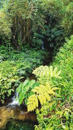 Scenic view of forest