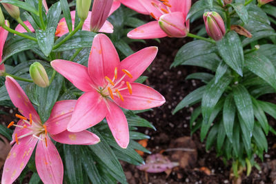 High angle view of pink flowering plants