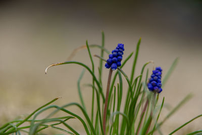 Close-up of purple flowering plant