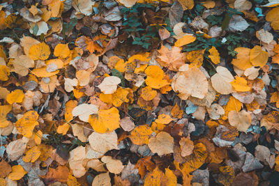 Full frame shot of yellow autumn leaves