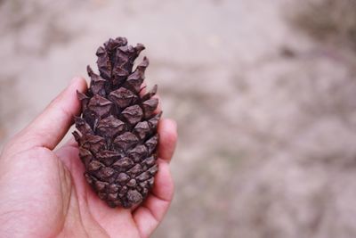 Close-up of hand holding leaf