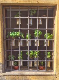 Potted plants in greenhouse