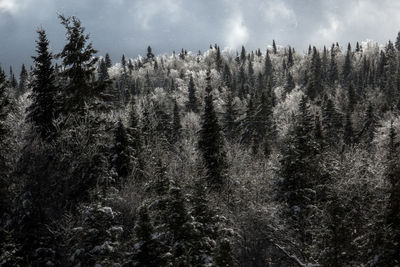 Pine trees in forest against sky