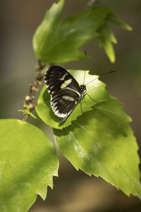 Close-up of butterfly on leaf