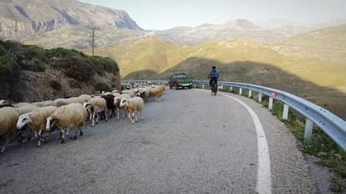 Sheep walking on mountain road