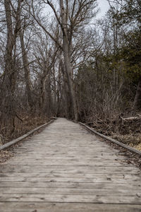 Surface level of boardwalk amidst trees in forest