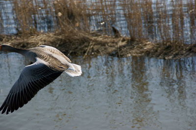 Bird flying over a water