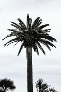 Low angle view of palm trees against sky