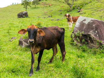 Cows standing in a field