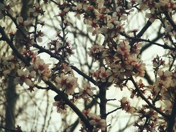 Low angle view of white flowers blooming on tree