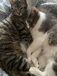 High angle view of cats kitten