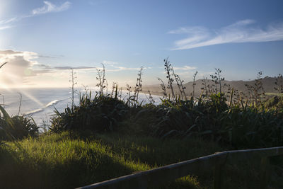 Plants growing on land against sky during sunset